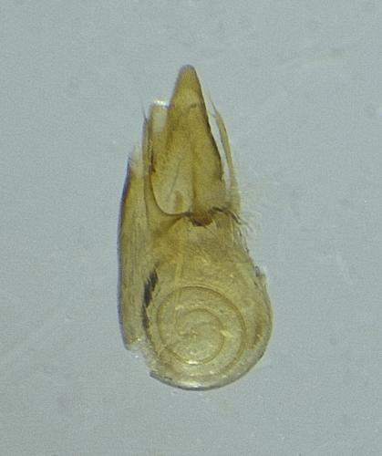 Othius laeviusculus